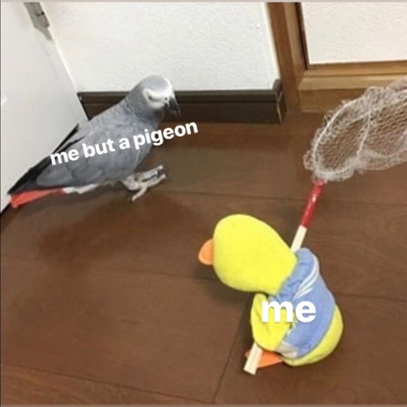 Meet your Posher, Nikki - Picture 6 of 8